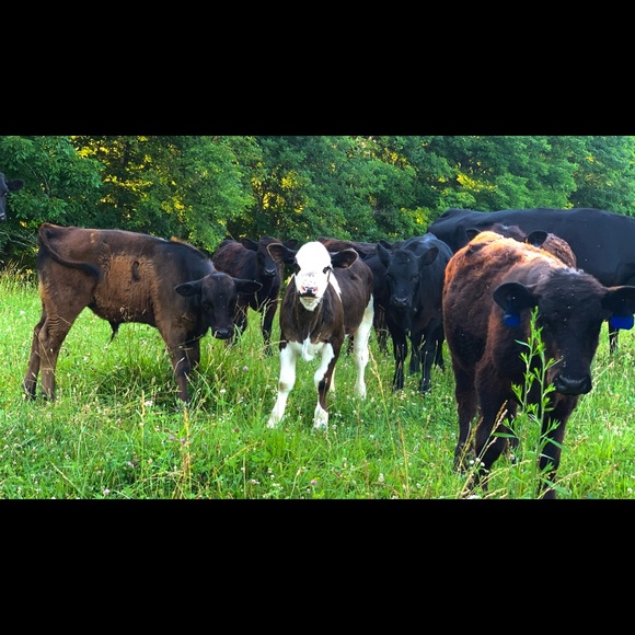 Meet your Posher, Olivia - Picture 6 of 12